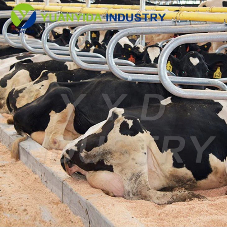 Dairy Cow Stall Equipment